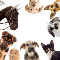 PETS and BIG ANIMALS